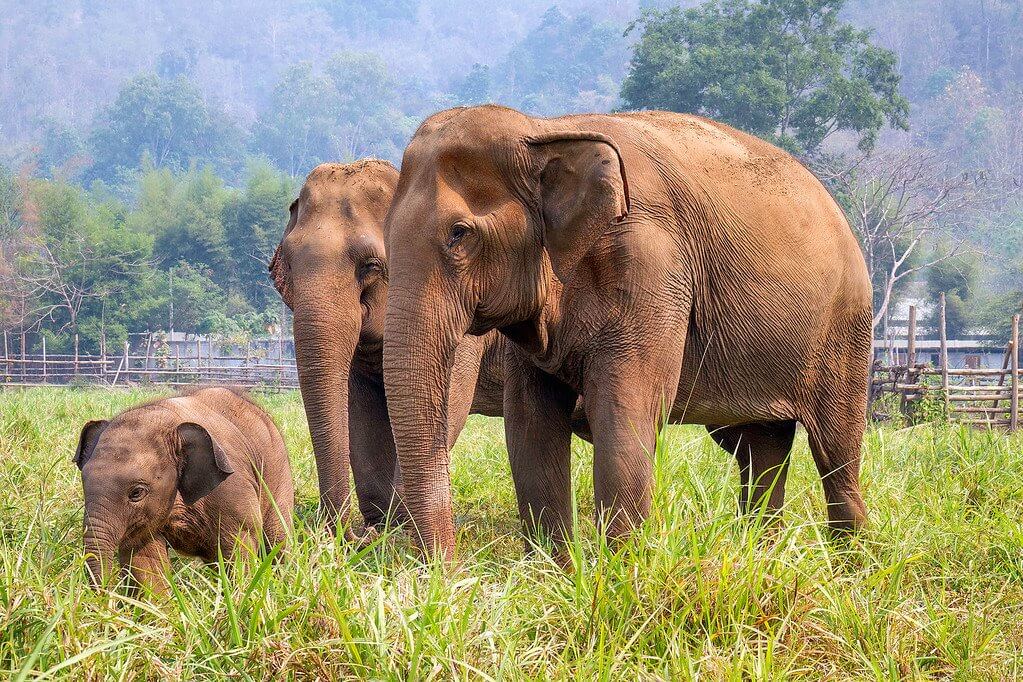 Elephant in Chiang Mai, Thailand - Baby Elephant For A Day (No riding)