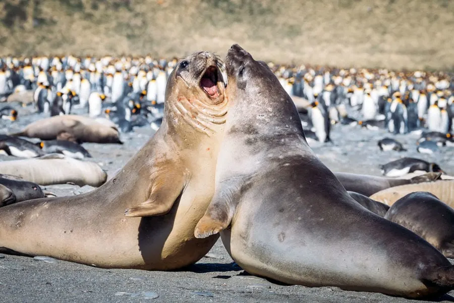 Elephant Seal Fight