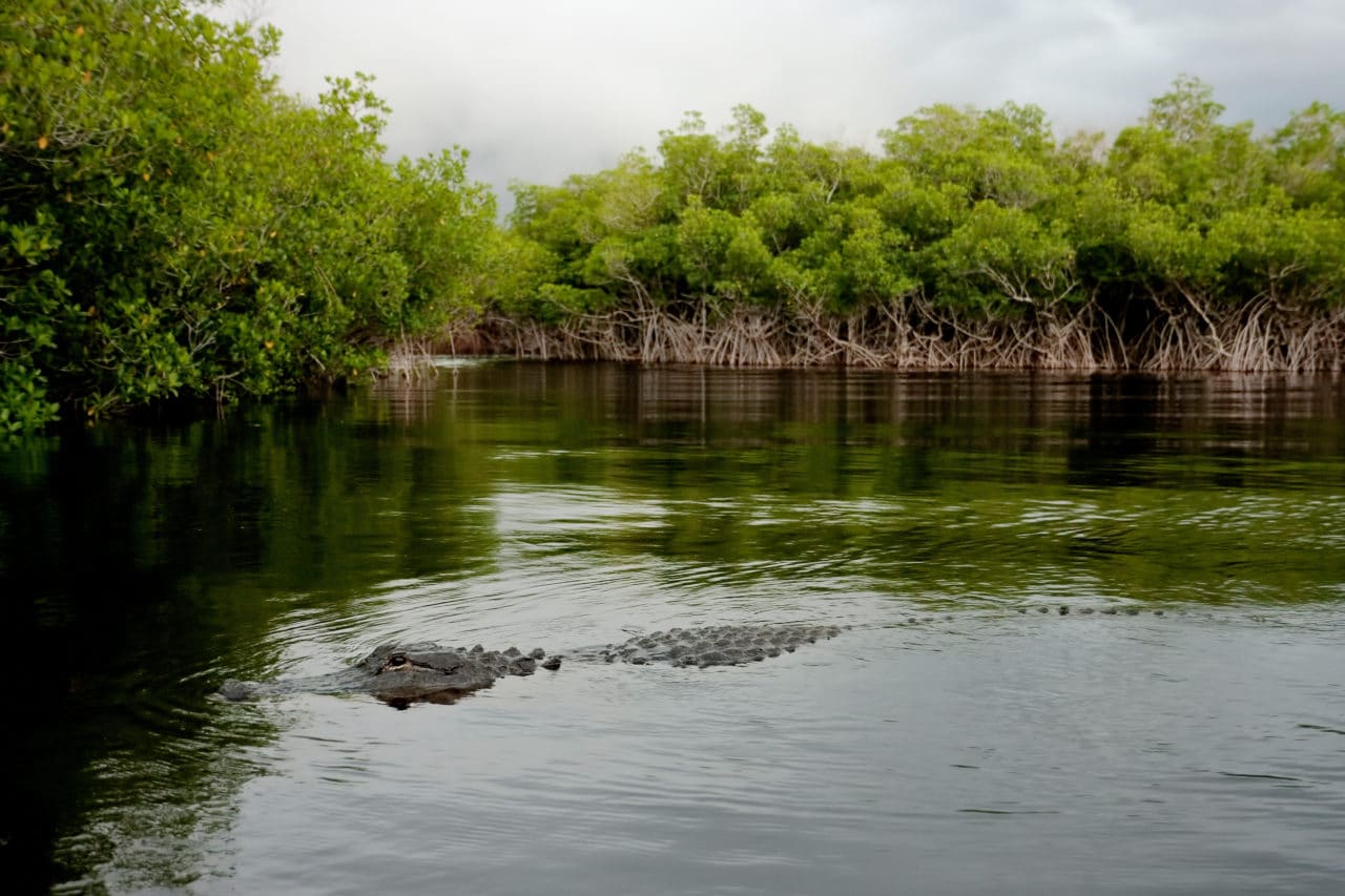 Everglades Alligator Alligator