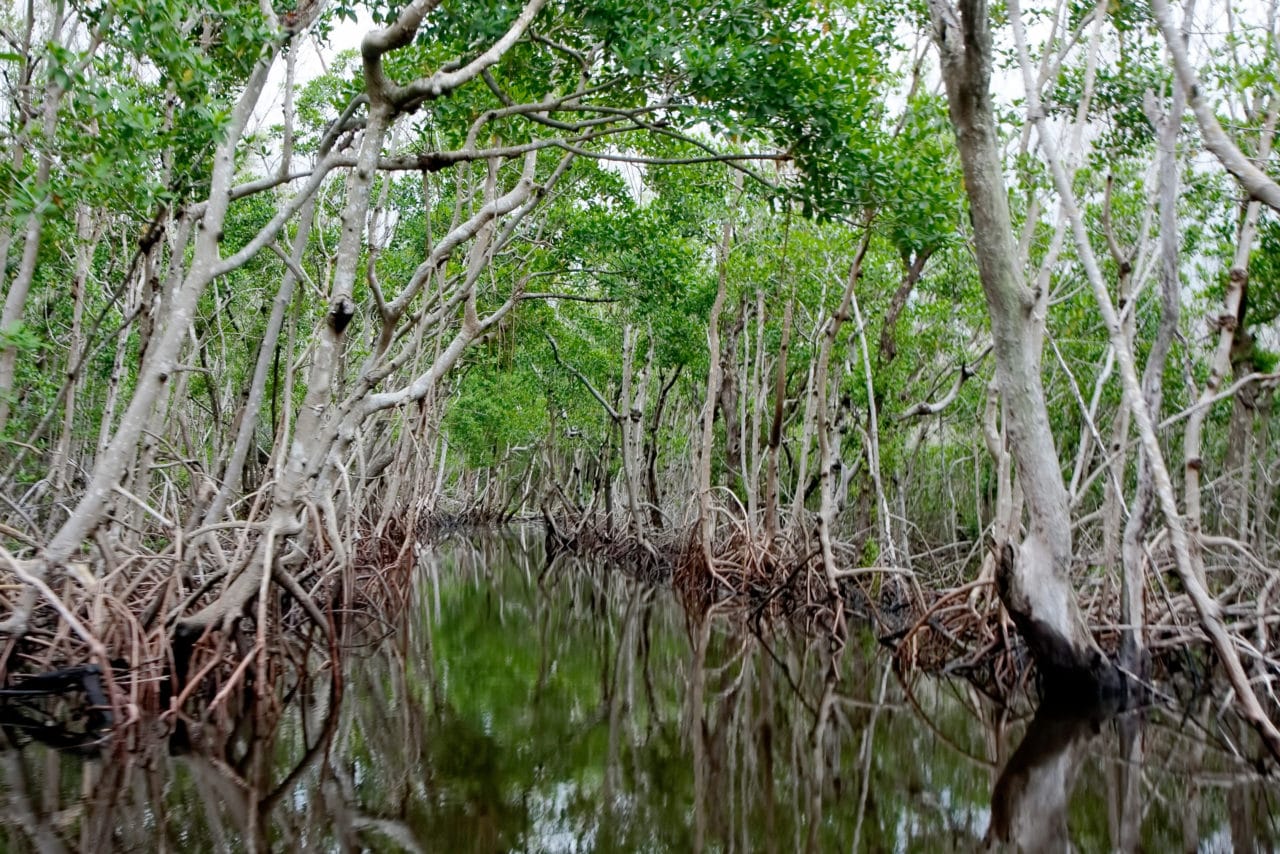 Everglades Mangrove Swamp Mangrove Tour