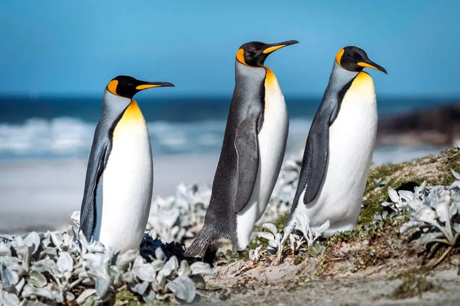 King Penguins on the Falkland Islands