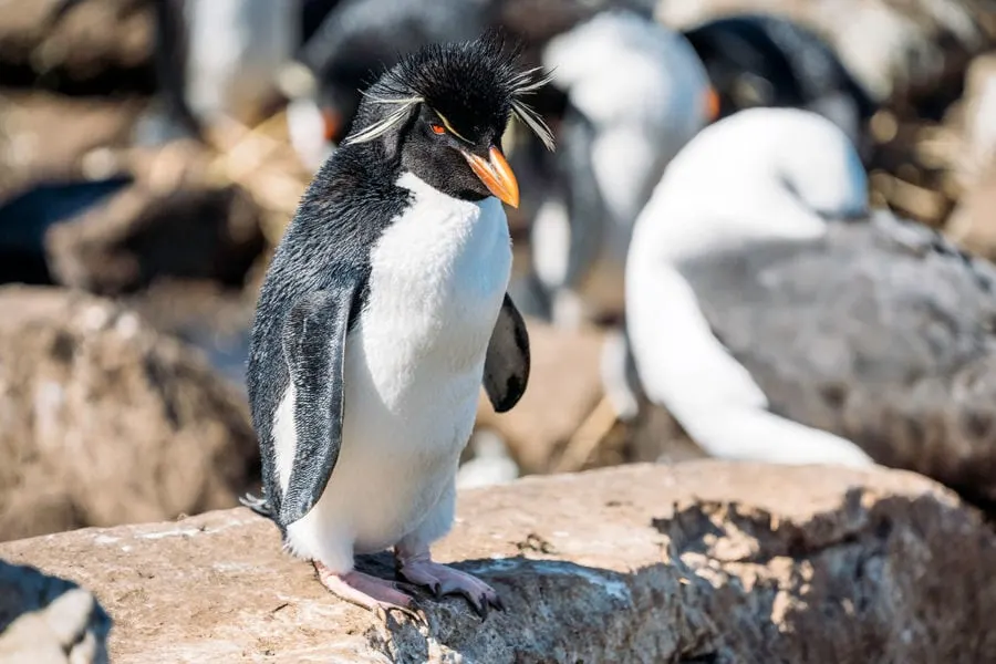 Rockhopper Penguin on a Rock