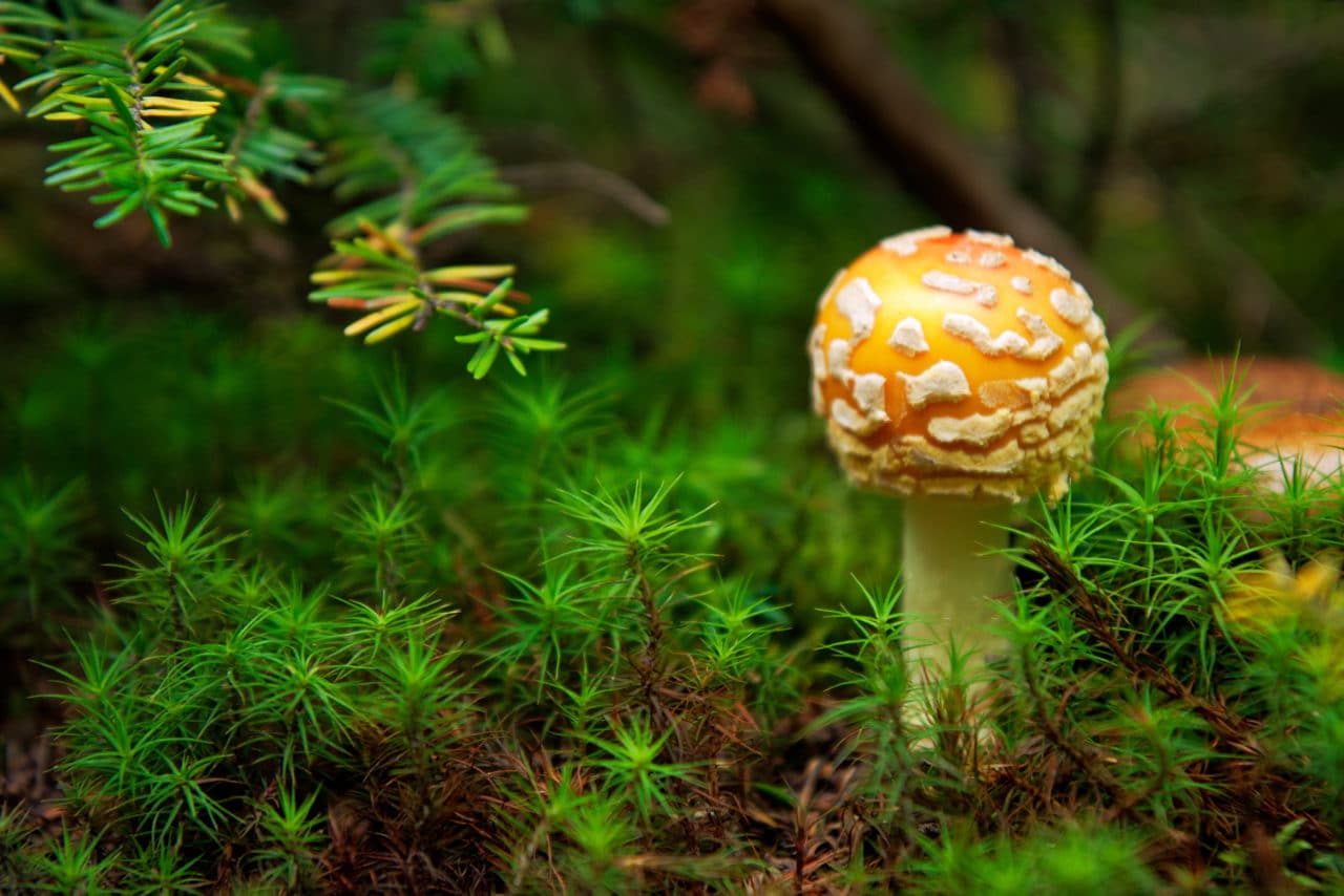 Mushrooms Along the Trail