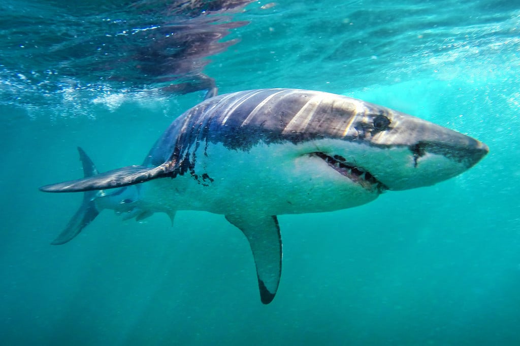 Shark Diving South Africa