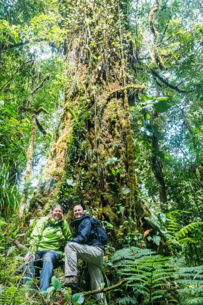 Trees in Monteverde Costa Rica