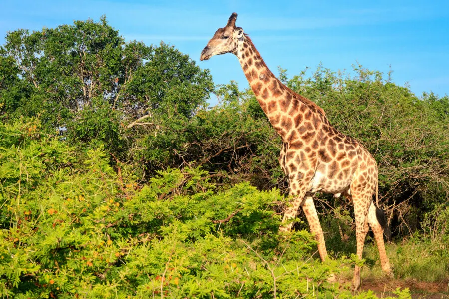 Giraffe Phinda Safari South Africa