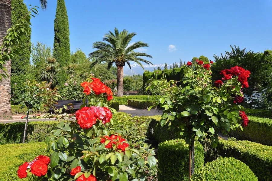 Flowers at Generalife