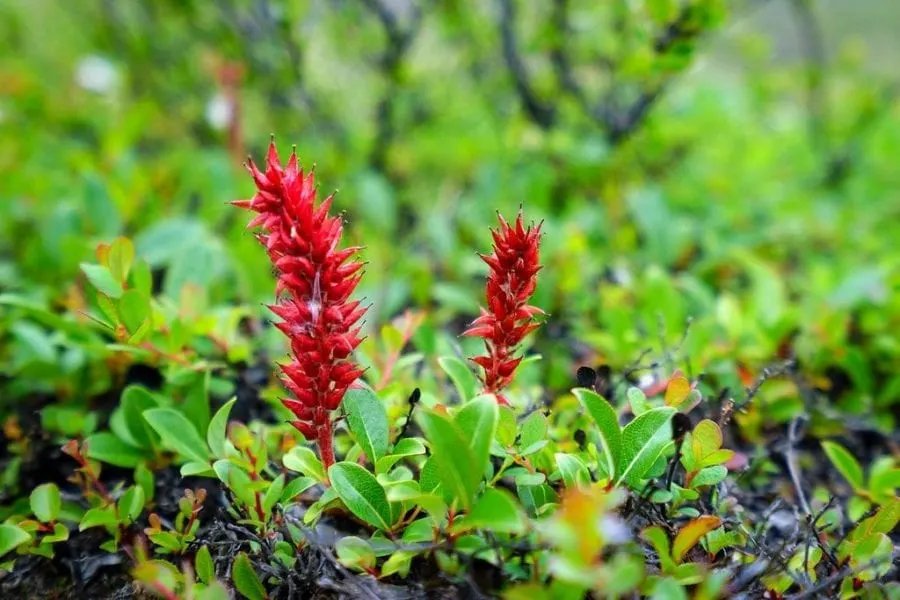 Flowers in Greenland