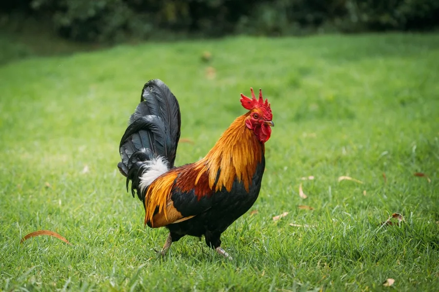 Kauai Things To Do: Chase Ferral Chickens