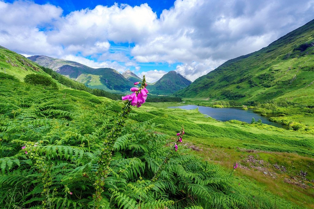 Beautiful & Deadly Foxglove Flowers Foxglove Flowers Highlands