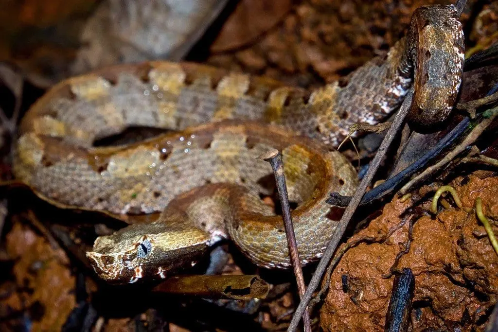 Pitviper Snake in Costa Rica
