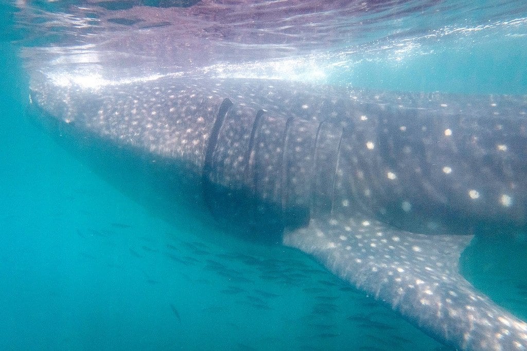 Swimming with Whale Sharks Whale Sharks in Mexico's Yucatan