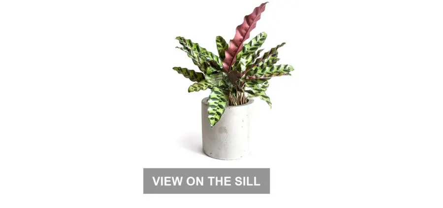 https://expertvagabond.com/wp-content/uploads/house-plants-for-office-900x422.jpg.webp