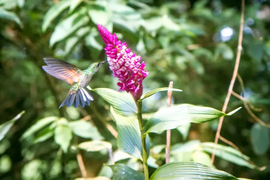 Humming Bird in Costa Rica