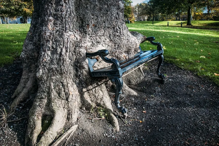 Dublin Itinerary: The Hungry Tree