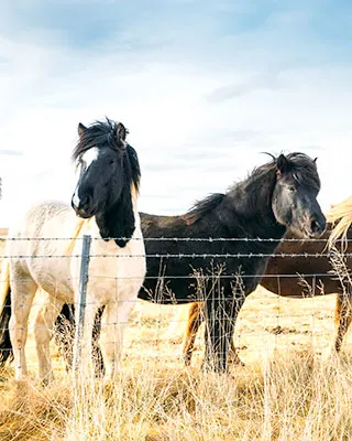 Icelandic Horses