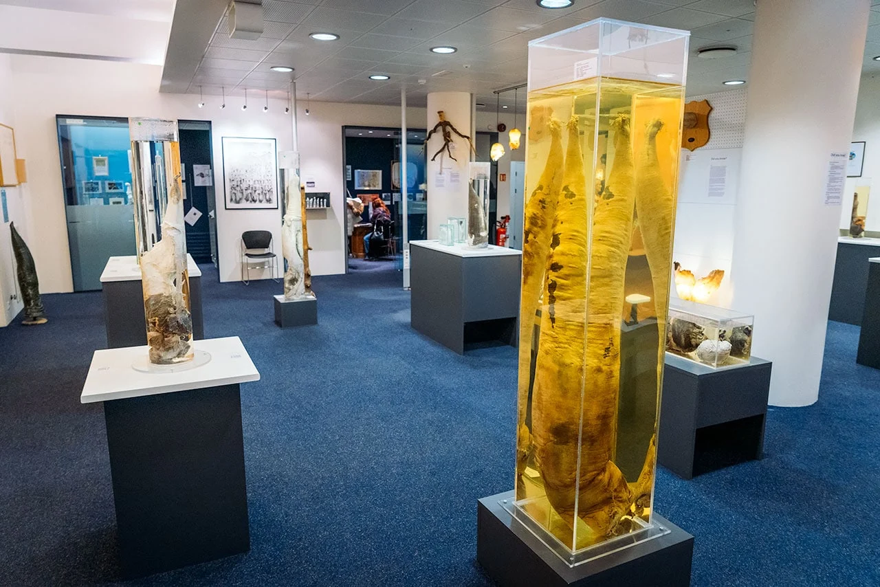 Iceland Phallological Museum