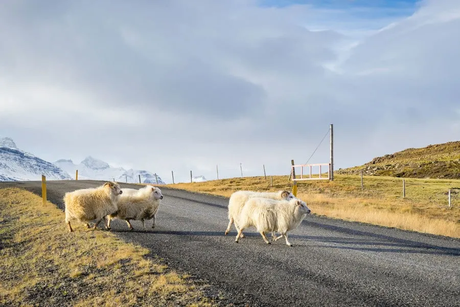 Sheep Crossing the Road