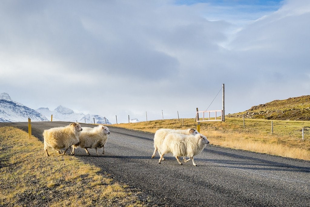 Dangerous Sheep in Iceland Beware Sheep on Roads