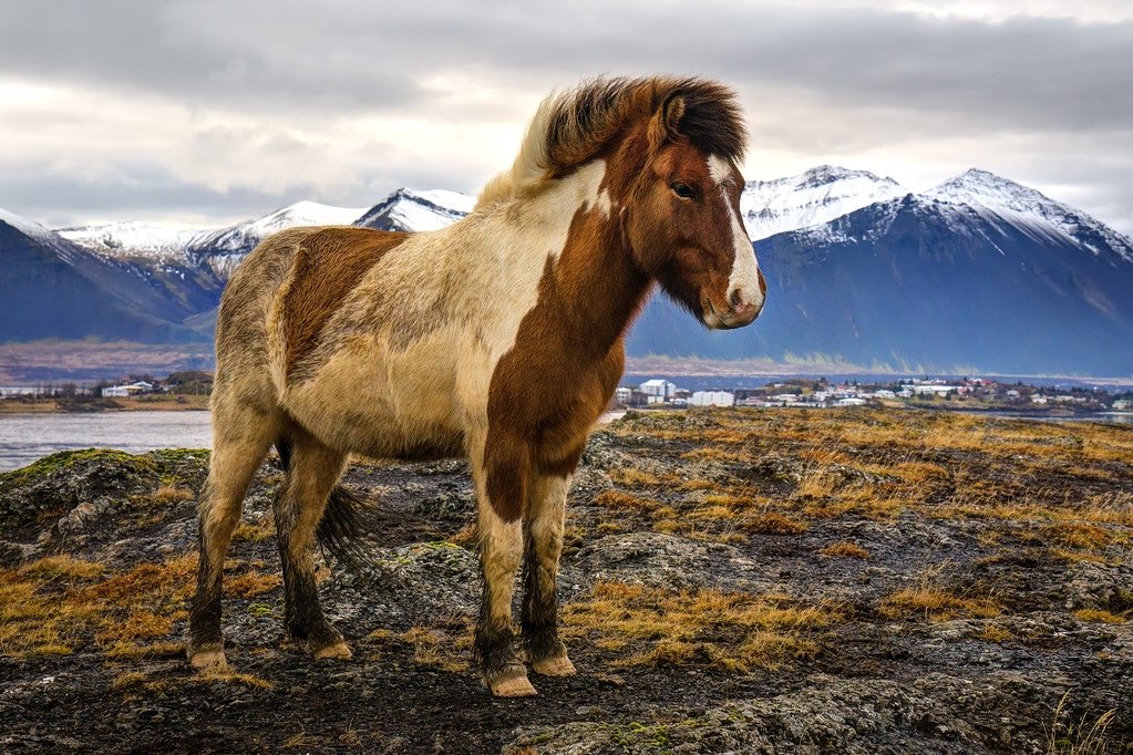 Iceland Photography