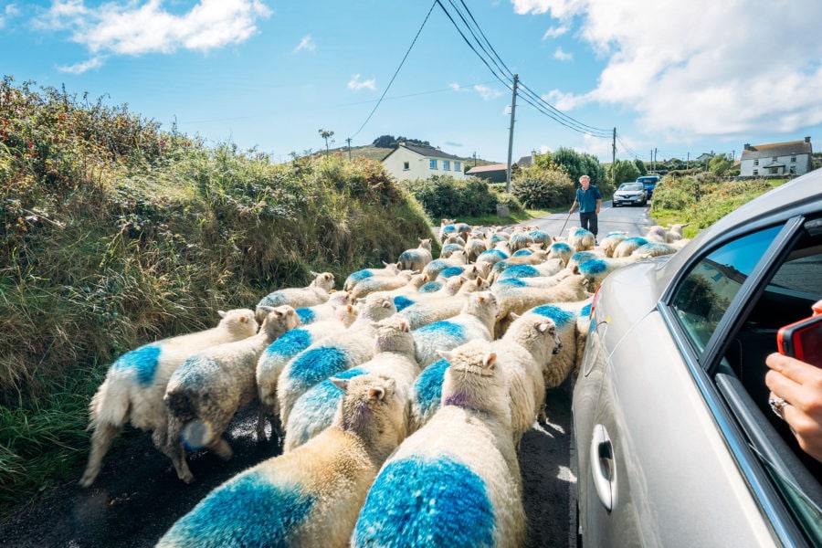 Sheep in the Road