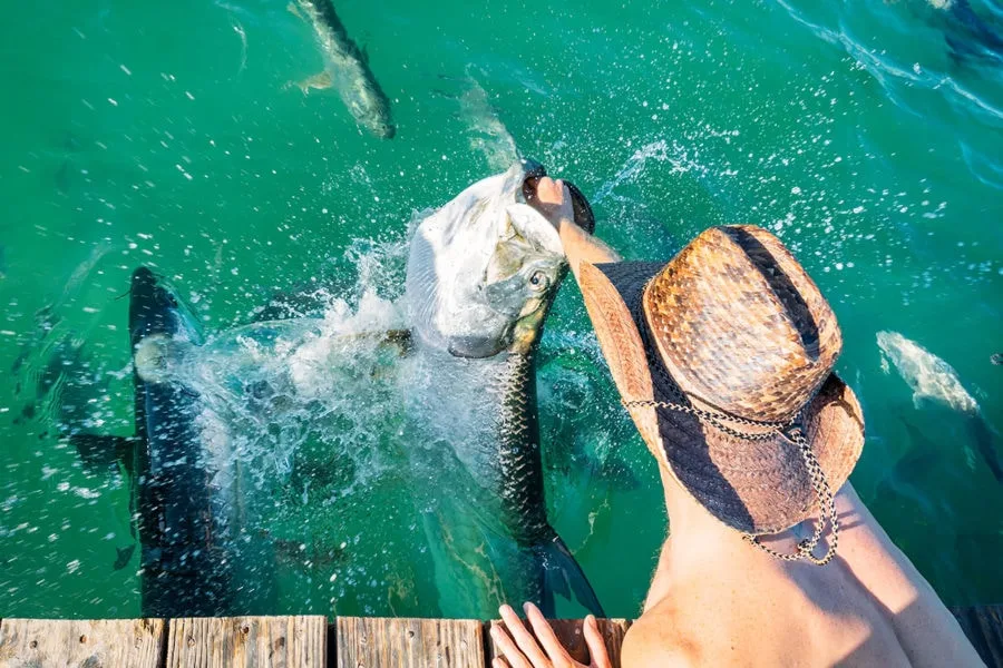 Tarpon Feeding Islamorada