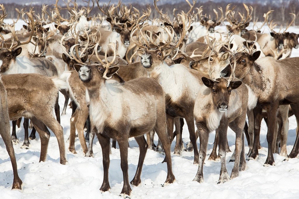 Reindeer Herding in Russia Kamchatka Tour