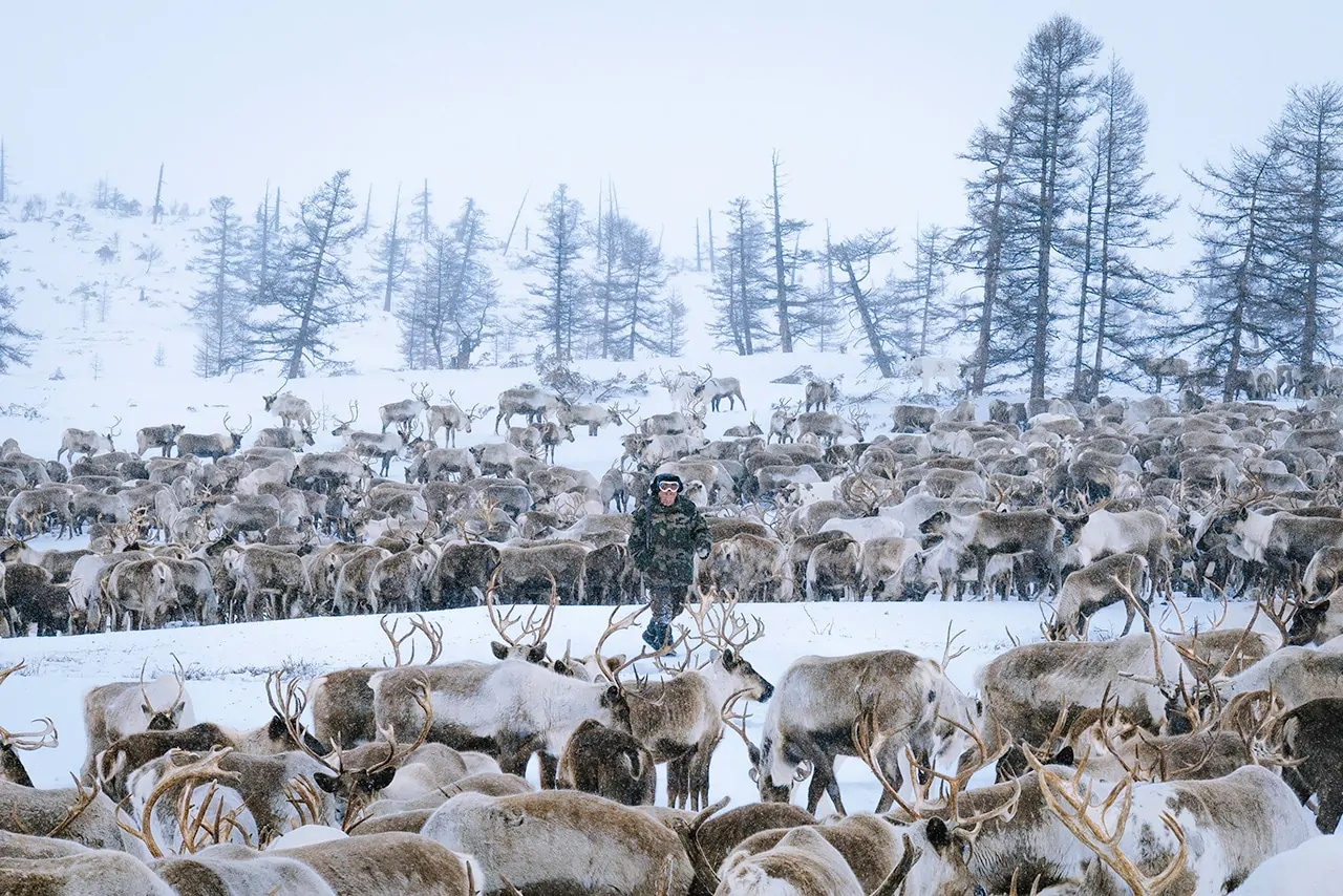 Even Reindeer Herder