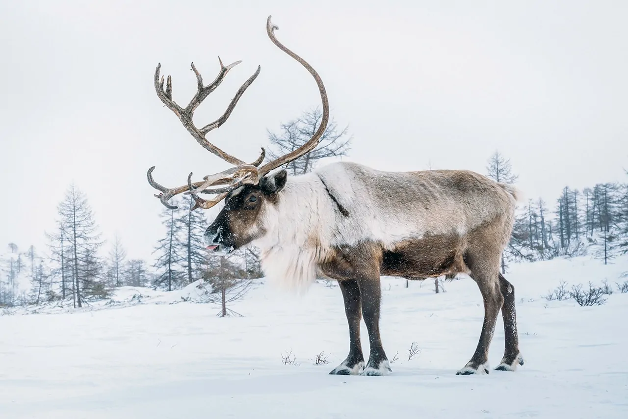 Reindeer Herding in Kamchatka