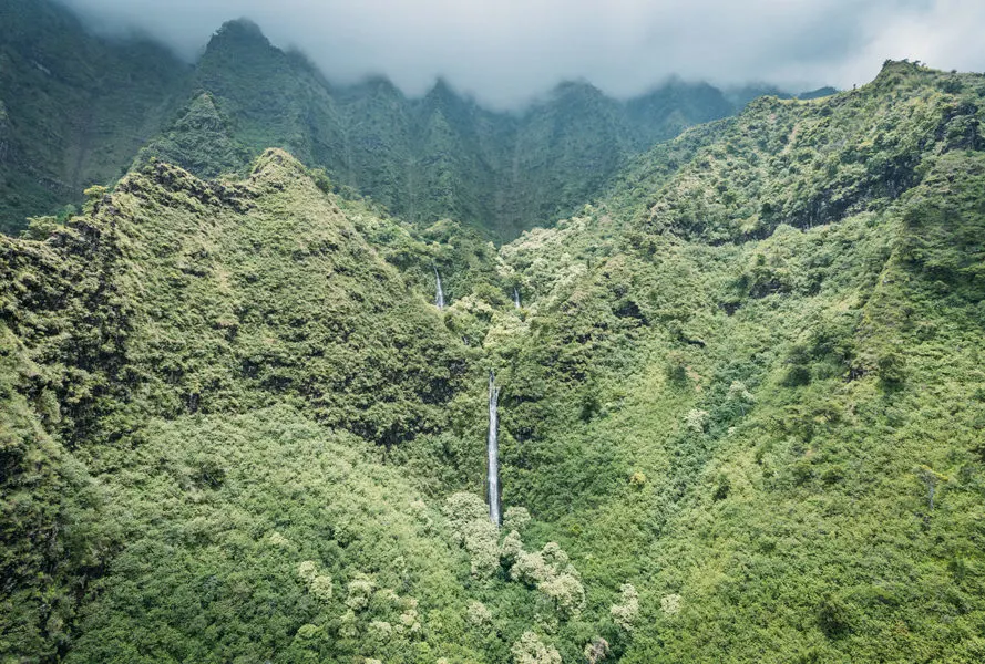 Kauai Garden Island Jungle