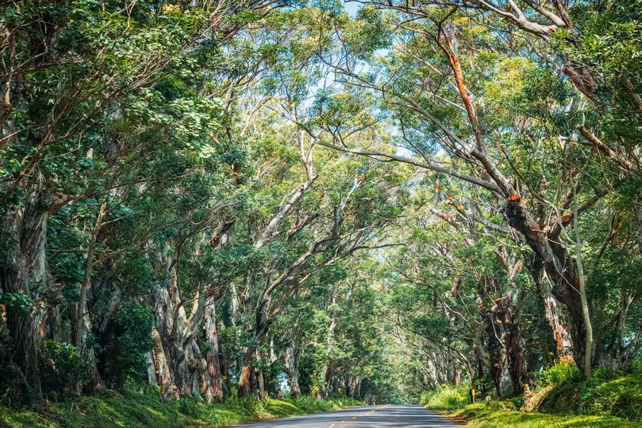 Kauai Activities: Tree Tunnel