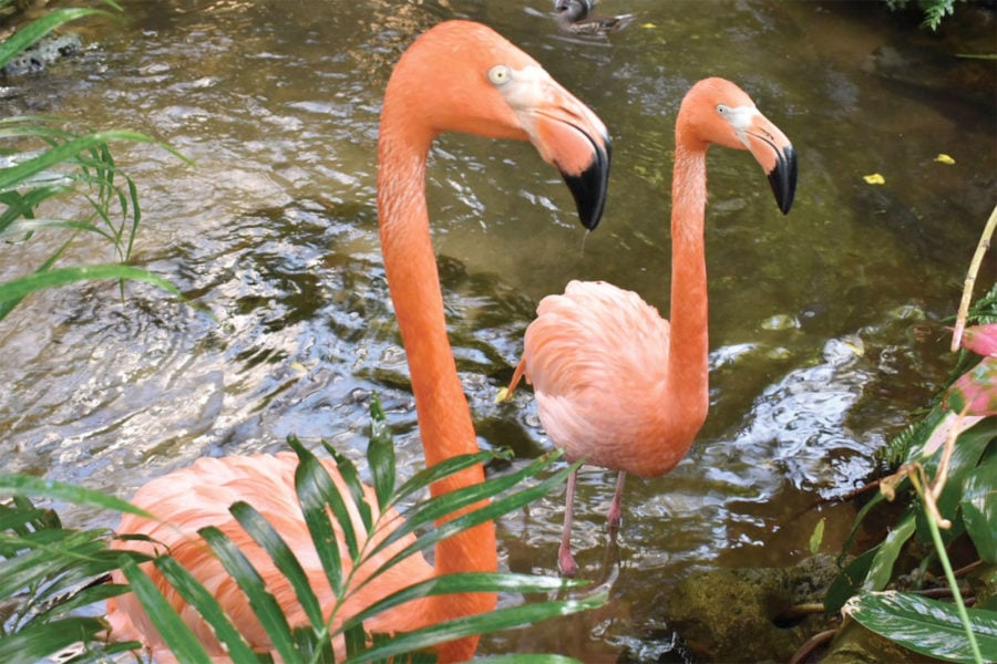 Pink Flamingos