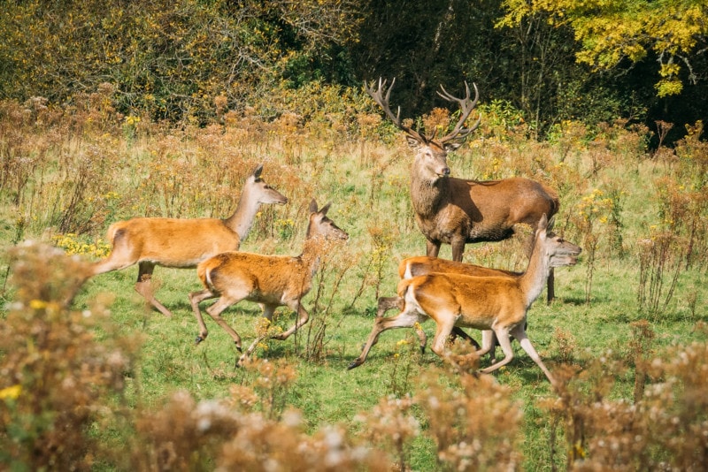 Killarney National Park: Ultimate Travel Guide 2025