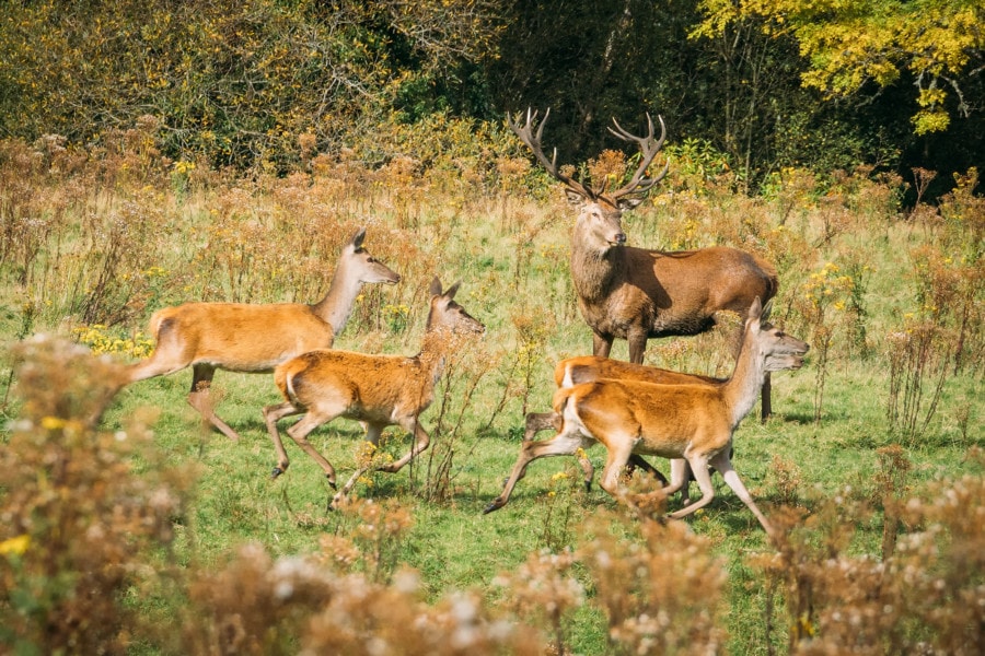 Red Deer in Ireland