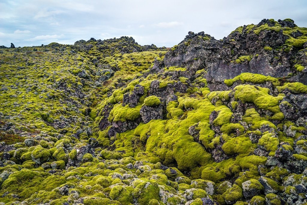 Lava Field Covered in Moss Iceland photos