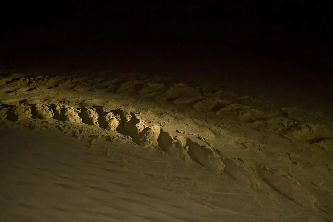 Leatherback Tracks South Africa