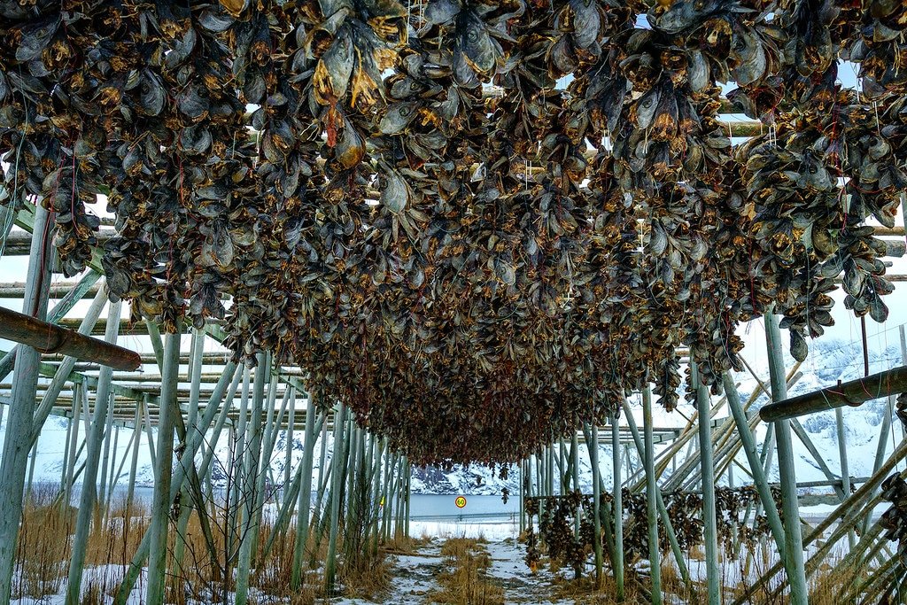 Stockfish Lofoten