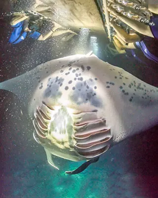 Manta Rays