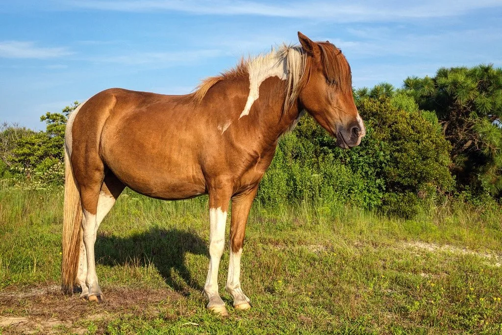 Maryland Pony