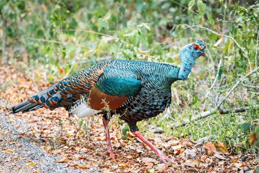 Calakmul Biosphere Reserve Wildlife