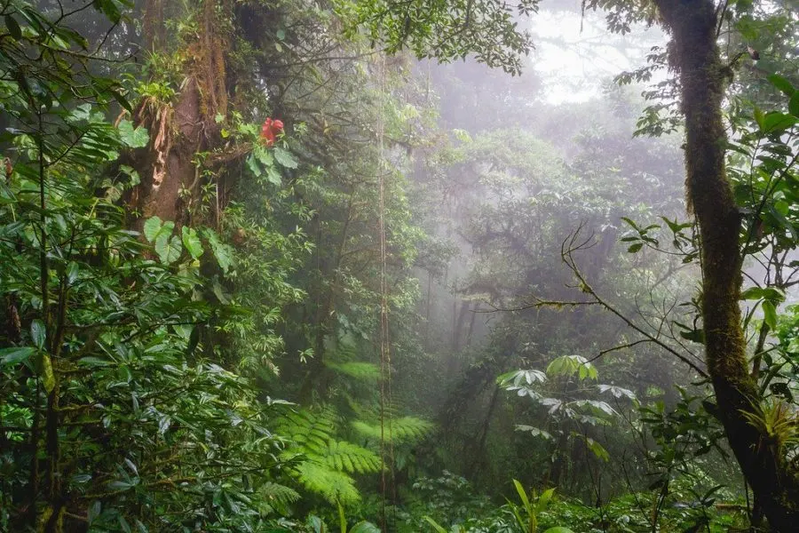 Monteverde Cloud Forest Costa Rica