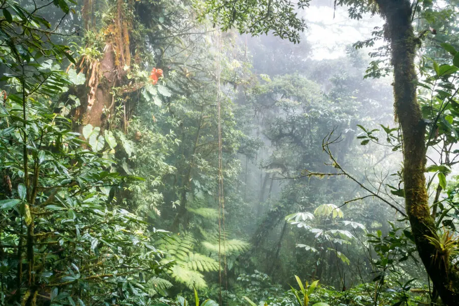 Monteverde Landscape