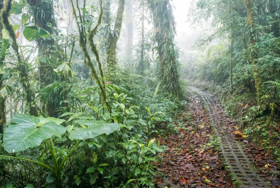 Monteverde Trails Costa Rica