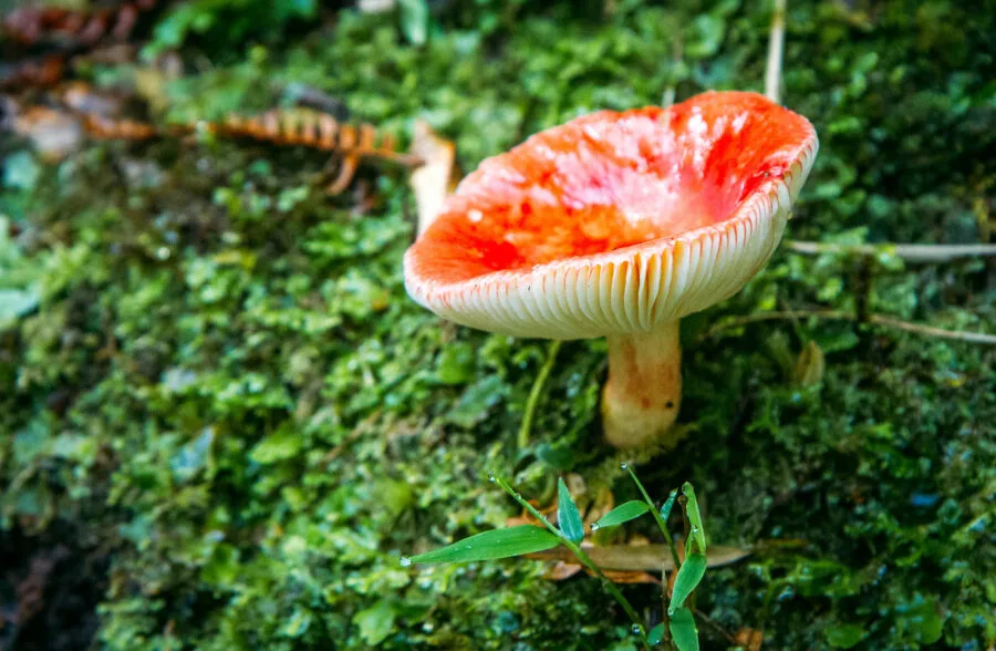 Red Mushroom