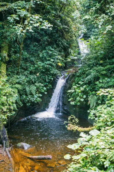 Waterfall in the Forest