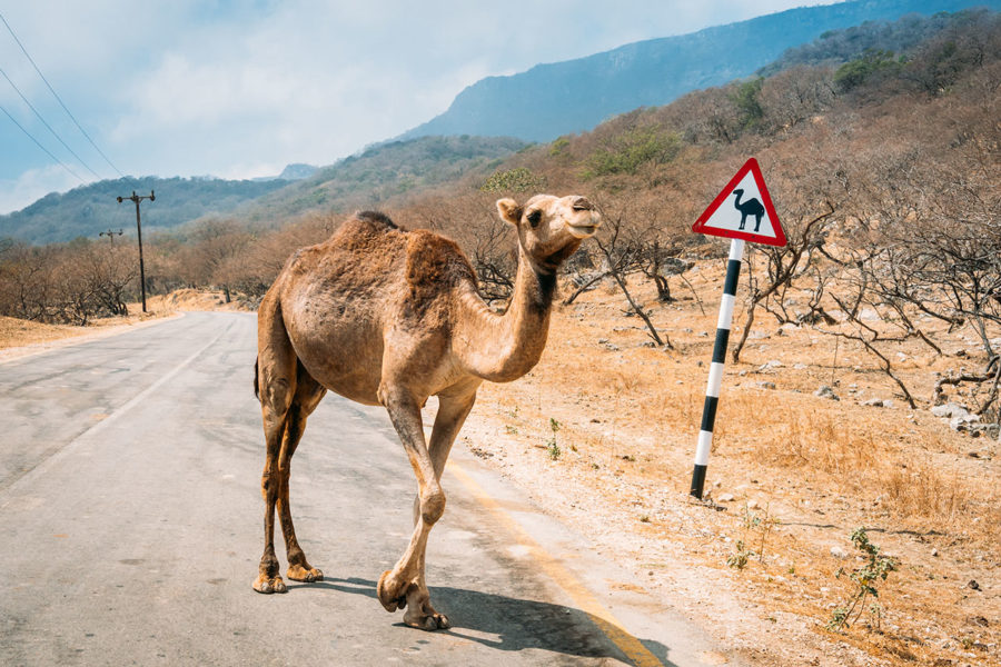 Camel Crossing Sign in Morocco