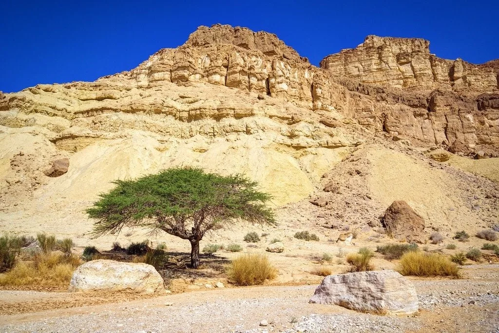Acacia Tree Negev Israel