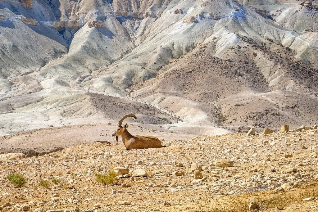 Negev Desert Israel