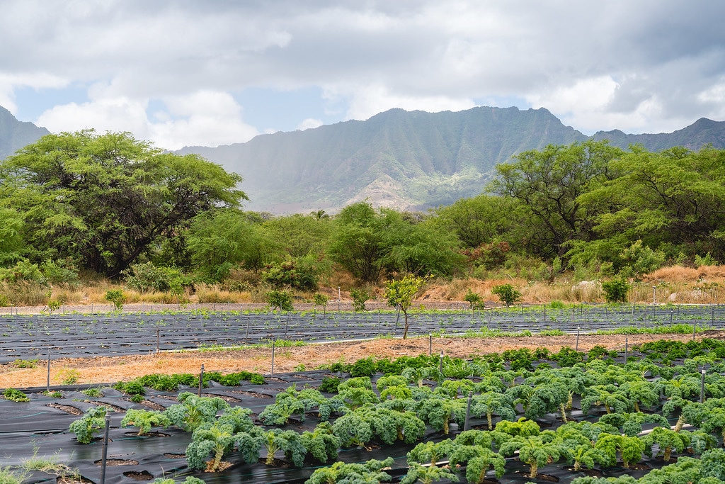 Mao Organic Farms