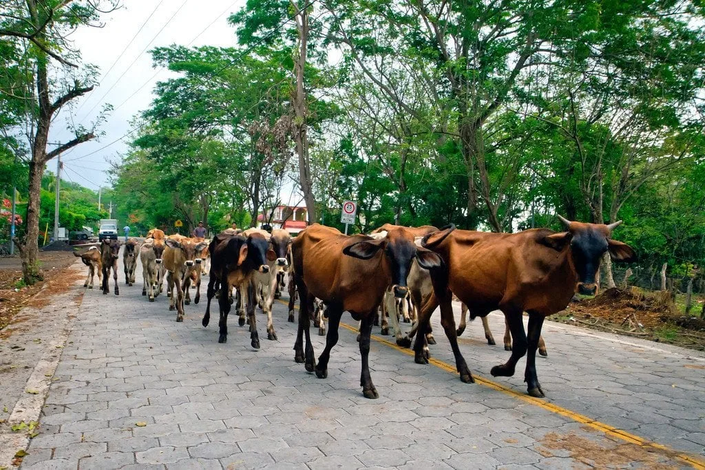 Ometepe Nicaragua Cows